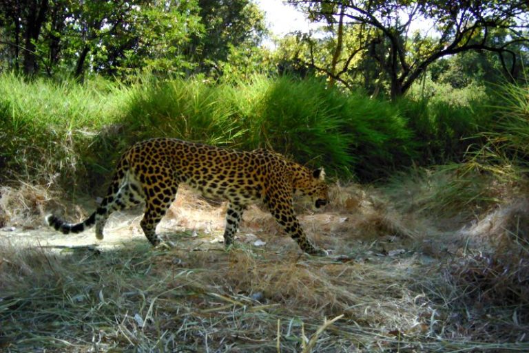 These endangered leopards are disappearing from Cambodia