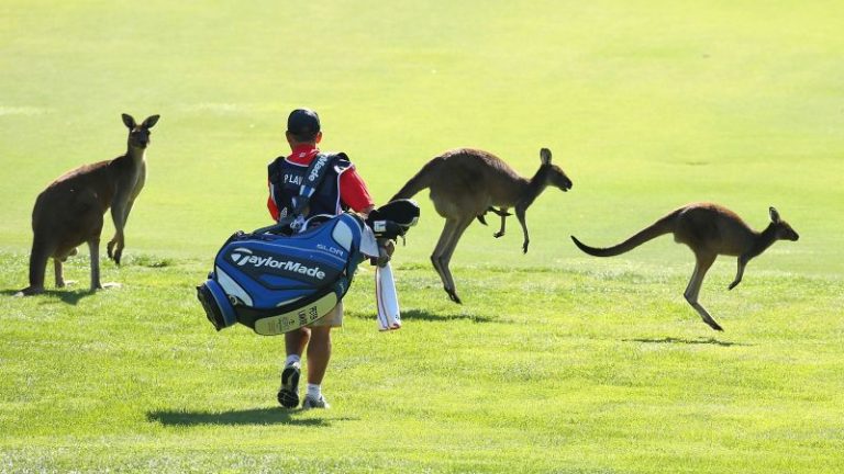 How to play alongside crocodiles, snakes and kangaroos: Golf, Aussie-style