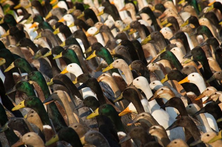 How duck ‘soldiers’ became this 300-year-old winemaker’s secret weapon