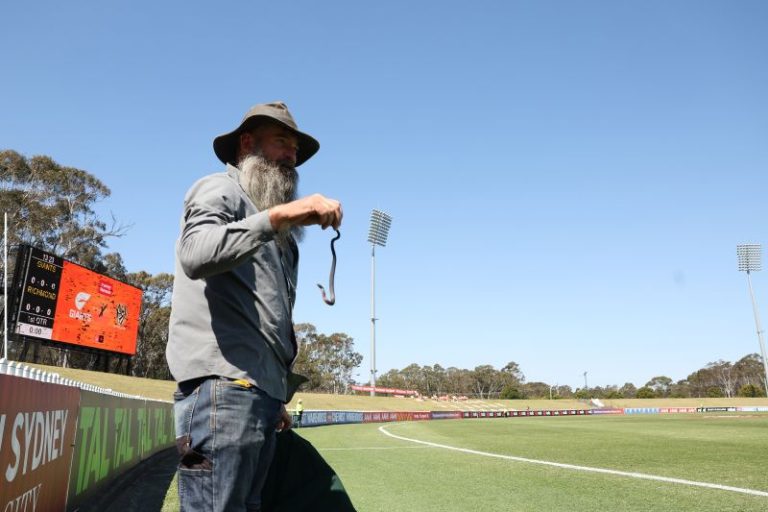 Venomous snake on field of play delays AFLW game in Australia