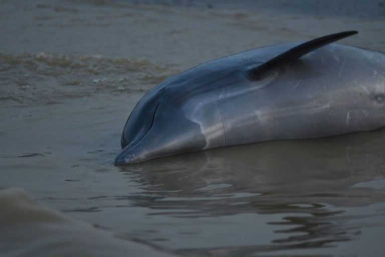 More than 100 dolphins dead in Amazon as water hits 102 degrees Fahrenheit