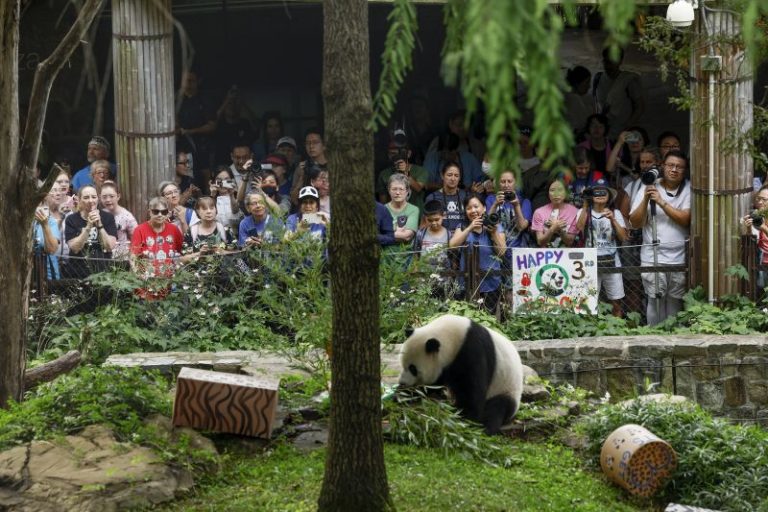 The National Zoo’s panda program is ending after more than 50 years as China looks elsewhere