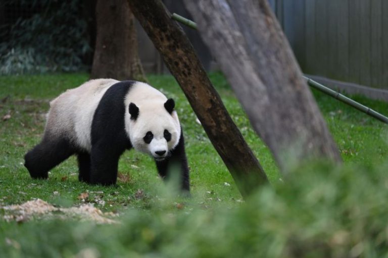Xi Jinping hints China could send new pandas to US as ‘envoys of friendship’
