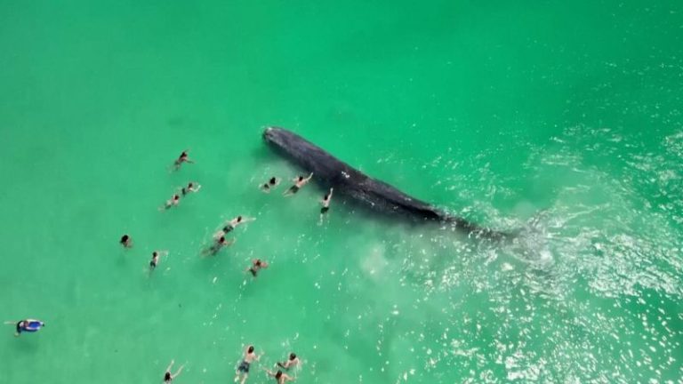Whale seen in video with swimmers dies off Australian beach